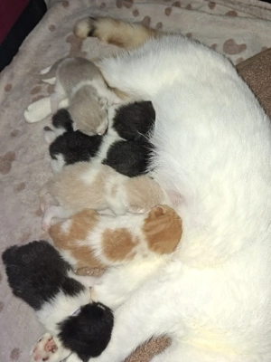 Reinrassige Britisch Kurzhaar Kitten mit STAMMBAUM  Bild 5