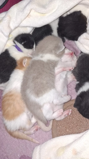 Reinrassige Britisch Kurzhaar Kitten mit STAMMBAUM  Bild 4