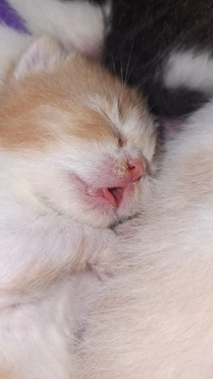 Reinrassige Britisch Kurzhaar Kitten mit STAMMBAUM 