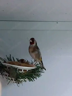 Junge Stieglitz Parva 2026