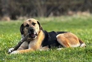 Mischlingsrüde Teodoro sucht sein Zuhause