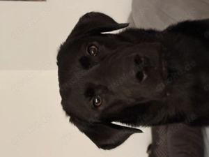 Labrador 10 Monate 