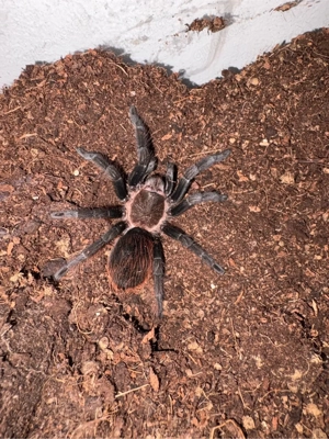 0.1 Tliltocatl Vagans 