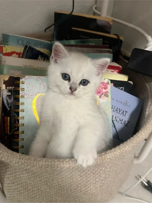 Reinrassige BKH Silver Shaded Kitten suchen ein liebevolles zuhause