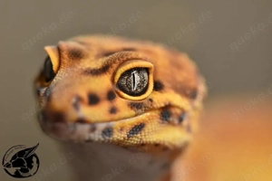 1.0 Mandarin Superblood het TA Leopardgecko