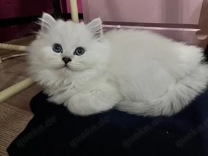 Wurfankündigung am 19.04.2026