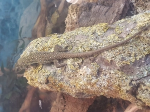 Timon lepidus Jungtiere