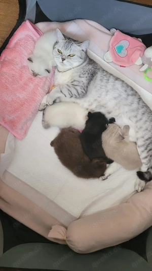 BKH Deckkater   blauäugiger, getigerter Britisch Kurzhaar Kater Bild 4