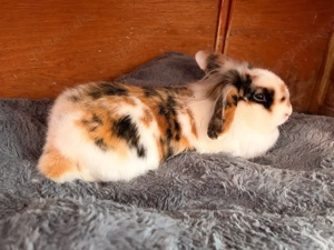 2 weibliche Zwergkaninchen fast 1 Jahr alt