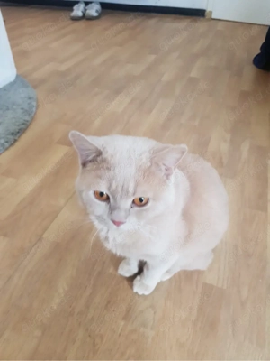 BKH Kater zu verkaufenk