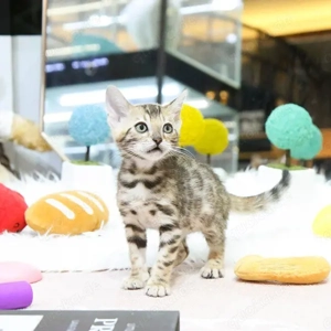 Bengalkitten suchen liebevolles Zuhause