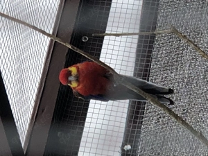 Stanleysittich und Schönsittiche abzugeben. 