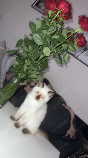 siam katze weibchen