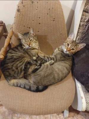 Tina & Tino Schmusetiger suchen Familie zum kuscheln