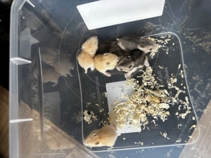 Nachwuchs dsungarische Zwerghamster Hamster