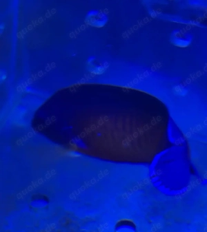 Centropyge Bispinosa Männchen; Meerwasser Fisch