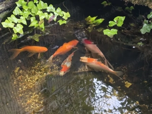 5 Goldfische  Tausch