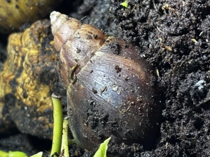 Achatschnecken Nachwuchs Achat Schnecken Fulica Riesenschnecke