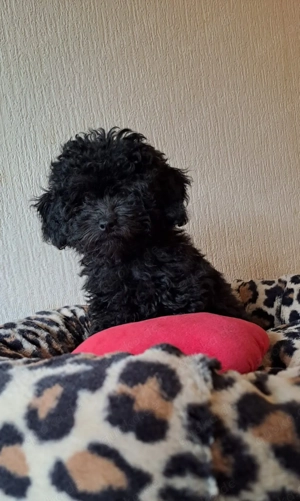 Zuckersüße toypudelwelpen