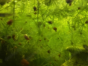 Posthornschnecken Schnecken Posthorn Planorbarius corneus