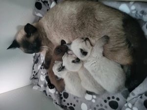 BKH Katzen kitten reinrassig ! 