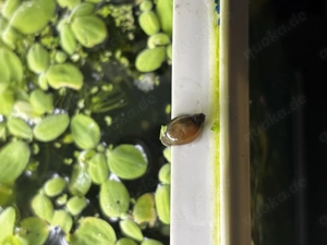 Yodaschnecke Spitzschlammschnecke Yoda Schnecke