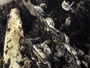 Pandaasseln, Panda, Asseln, Assel, Isopods, Porcellio Laevis