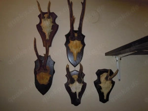 5 Rehbockgehörne zaus Holztafeln