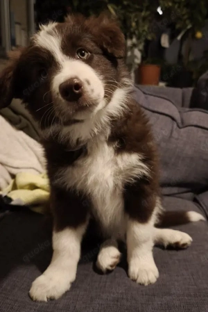Border Collie Welpen Schoko & schwarz-weiß aus Hobbyzucht 