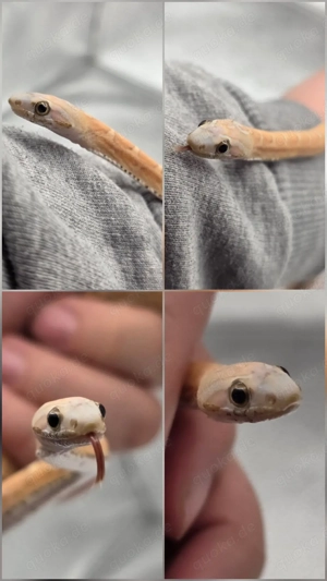 1.0 Scaleless het Caramel Ultramel Terrazzo 