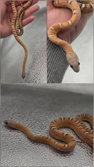 1.0 Scaleless het Caramel Ultramel Terrazzo  Bild 2