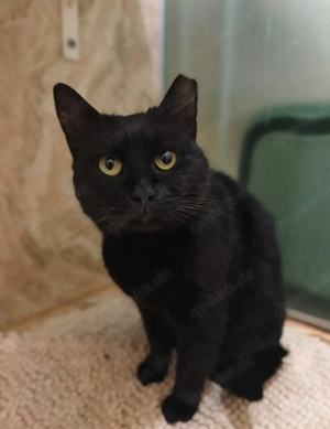 Kitty ist 1 Jahr, hundeverträglich, lieb