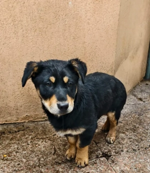 Bruno, 5 Monate, lieb, verspielt