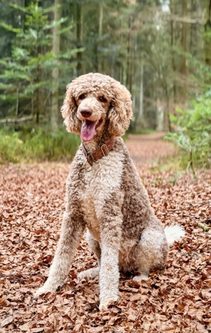 Königspudel Welpen Anfang April erwartet 