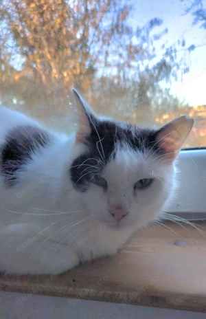 Ory, 2 Jahre, lieb, sozial mit anderen