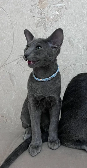 Russisch Blau Kätzchen mit Stammbaum Bild 2