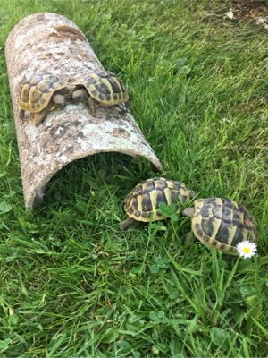 Griechische Landschildkröten, Nachzuchten, THB Bild 7