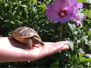 Griechische Landschildkröten, Nachzuchten, THB
