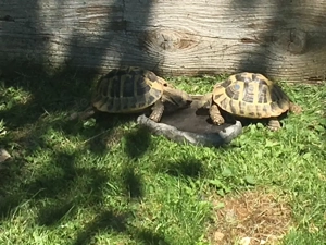 Griechische Landschildkröten, Nachzuchten, THB Bild 5