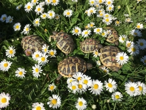 Griechische Landschildkröten, Nachzuchten, THB Bild 2