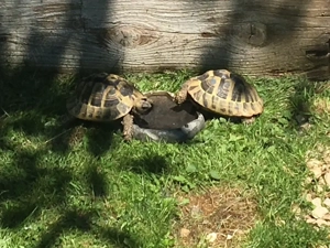 Griechische Landschildkröten, Nachzuchten, THB Bild 3