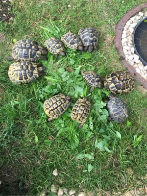Griechische Landschildkröten, Nachzuchten, THB Bild 6