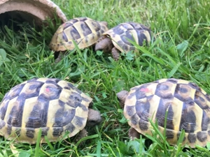 Griechische Landschildkröten, Nachzuchten, THB Bild 4