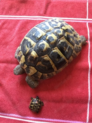 Griechische Landschildkröten, Nachzuchten, THB Bild 8