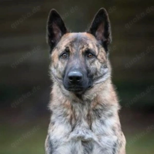 Misha - clever&aufgeschlossen