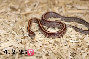 kornnatter baby tessera 