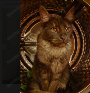 Maine Coon Mädchen Ruby black smoke