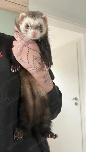 Frettchenrüden ab zu geben 