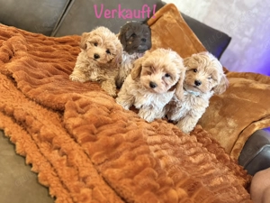 Wunderschöne Maltipoo welpen Klasse F1