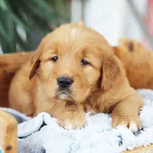 entzückende Golden-Retriever-Welpen (Rüden und Hündinnen) suchen ein liebevolles Zuhause.